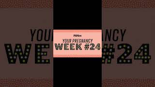 Week 24 Pregnancy   Baby Development