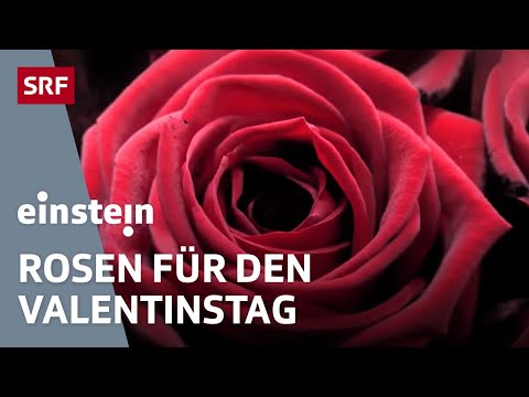 Video: Valentinstag: Die Geschichte Des Urlaubs Der Liebenden