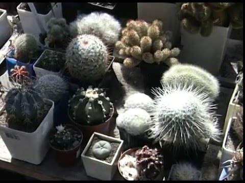 Video: Pazite Na Kaktuse
