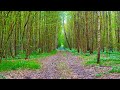 Healing power of nature sounds | Sounds of the forest | Relaxation film | Forest in 4K