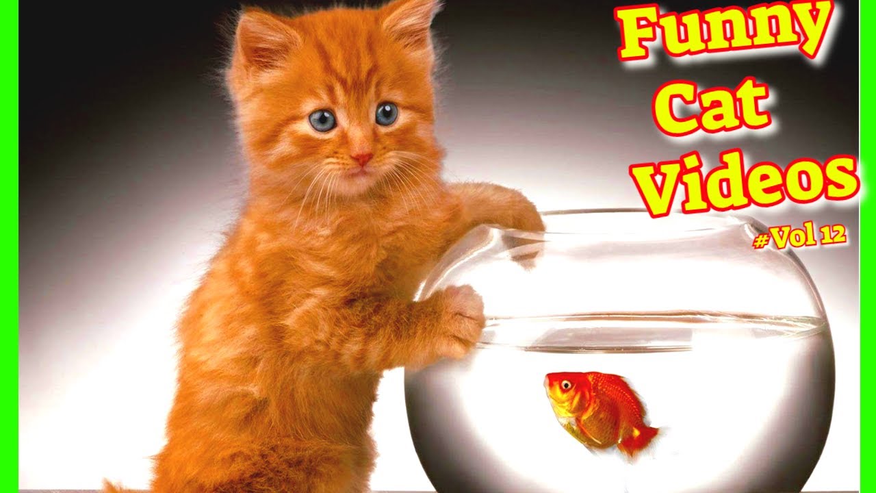 Funny Cat Videos 2021 