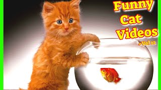 Funny Cat Videos 2021 #Vol12 😹 Cute Cat Videos 2021 🙀 Funny Cats