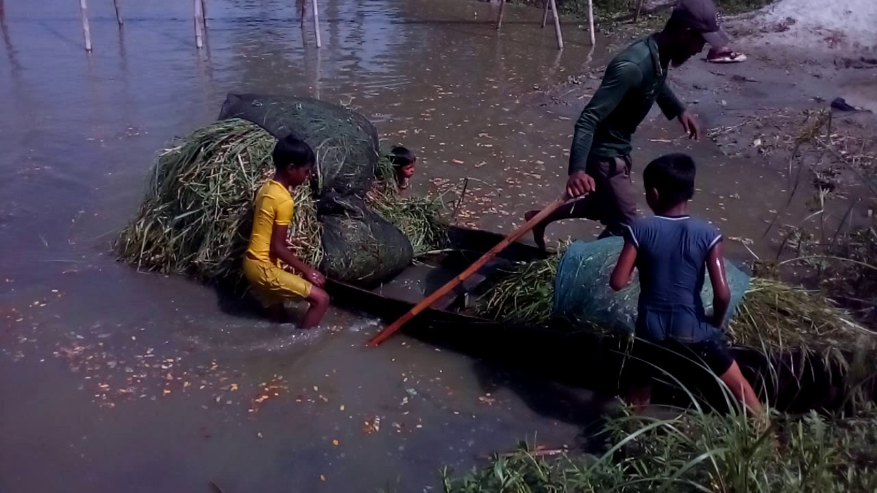 Fish catching and collecting Cattle feed By Smart Village Boys ,Village