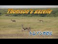 トムソンガゼル　Thomson&#39;s gazelle　Africa Kenya Safari