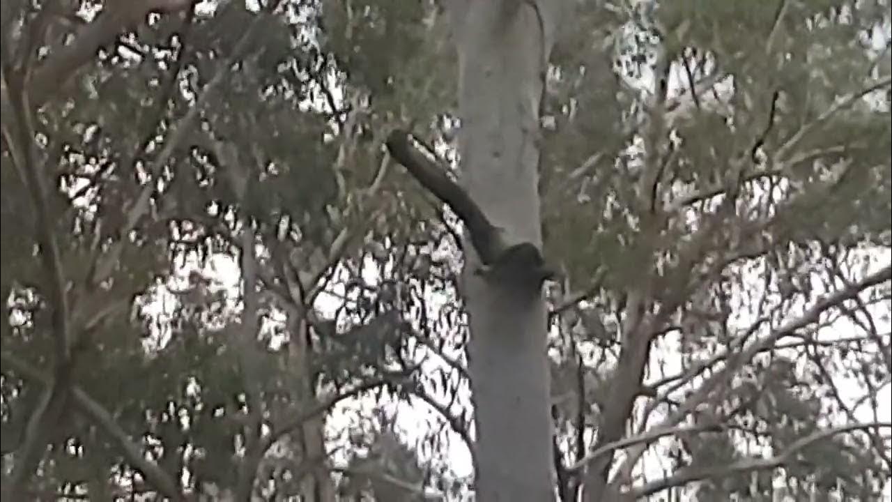 Yellowtailed black cockatoo nesting hollow excavation YouTube