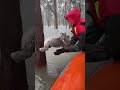 Unbelievable! Stranded koala reaches for rescue in massive flood. It’s so dangerous!  #shorts