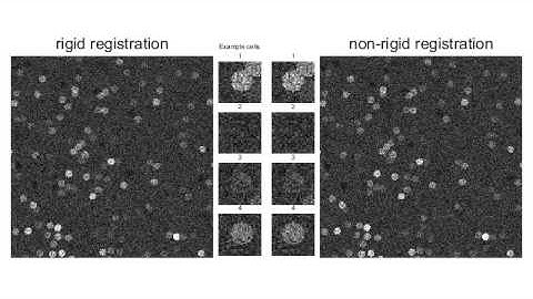 non-rigid translations of simulated data registered using suite2p