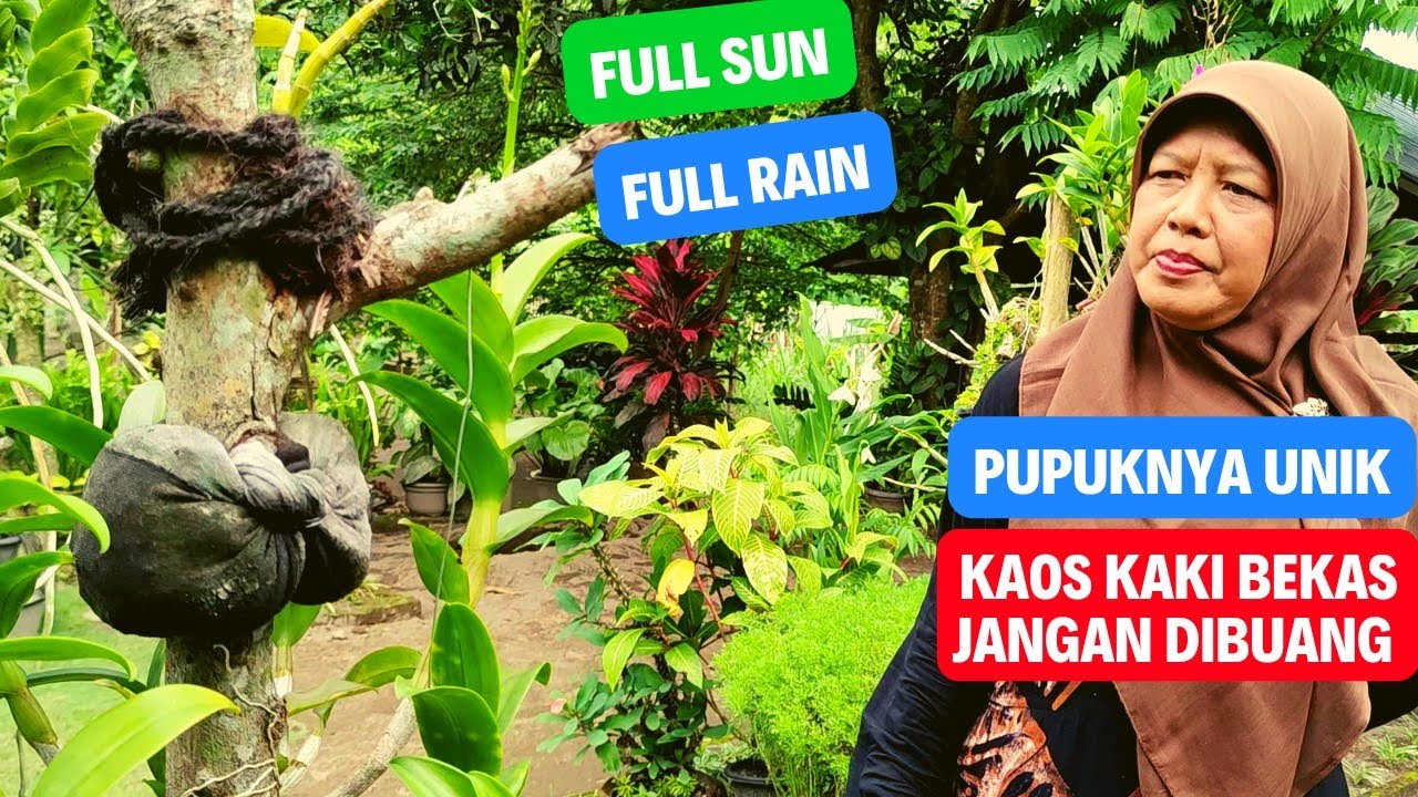 PUPUK ANGGREK MURAH MERIAH, UNTUK FULL SUN & FULL RAIN.