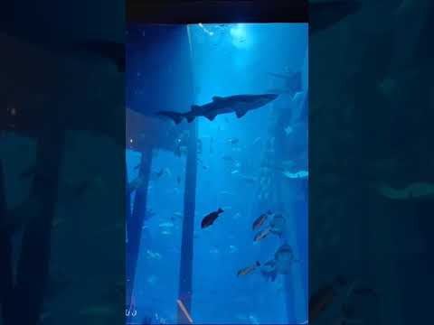 Dubai Aquarium and Zoo | Underwater Zoo in Dubai | #underwater #underwaterzoo #underwateraquarium