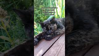 Поздравляю с Днём кошек всех любителей!❤️ #cats #cat #котики #catlovers #рекомендации #catshorts
