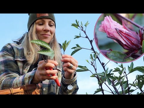 Vídeo: Crescimento de plantas de Roselle: Aprenda sobre os usos e benefícios do Roselle