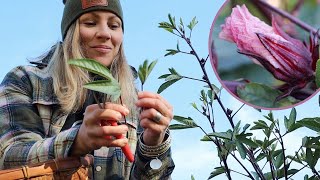Roselle Hibiscus A Must Grow Plant With So Many Benefits