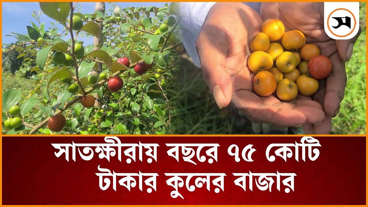 সাতক্ষীরায় বছরে ৭৫ কোটি টাকার কুলের বাজার, চাষ হচ্ছে বারোমাসি কুল | shatkira | Samakal News