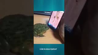 Skilled, funny and cute frog plays mobile game but bites owner instead! #shorts funny animals screenshot 4