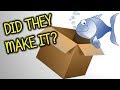 My Fish Have Finally Arrived | Fish Unboxing |They Have Been Missed!