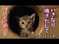 【子猫の成長記録】急に大きな声で鳴きだす子猫(生後24日目)