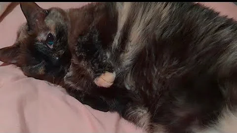 Video 10709171: siamese cats catlover, siamese sweet catlover, siamese catlover animals, gatos siamese cat, catlover siamese cute, kitty