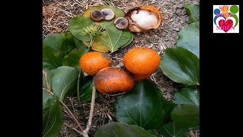 10 Loại Cây Cực Độc Ở Việt Nam Có Thể C h ế t Người Trong Nháy Mắt Lá Ngón không Là Gì - SKTN