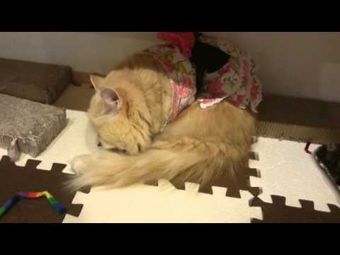ねこぐるま 蟹江 ねこぐるま 蟹江