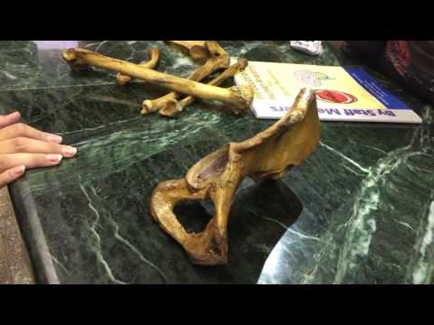Anatomy Section 4 (Hip Bone) - YouTube