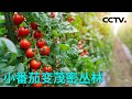 神奇植物工厂番茄藤蔓长达十几米！无土栽培、潮汐灌溉、雄蜂授粉……现代农业让蔬菜长得更快 20220401 |《创新进行时》CCTV科教