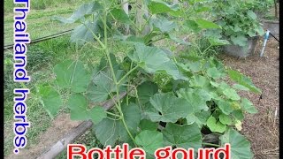Bottle gourd : Herbal medicines to treat diabetes. screenshot 5