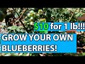 I started my own organic blueberry patch how i plant blueberry bushes in zone 10b  