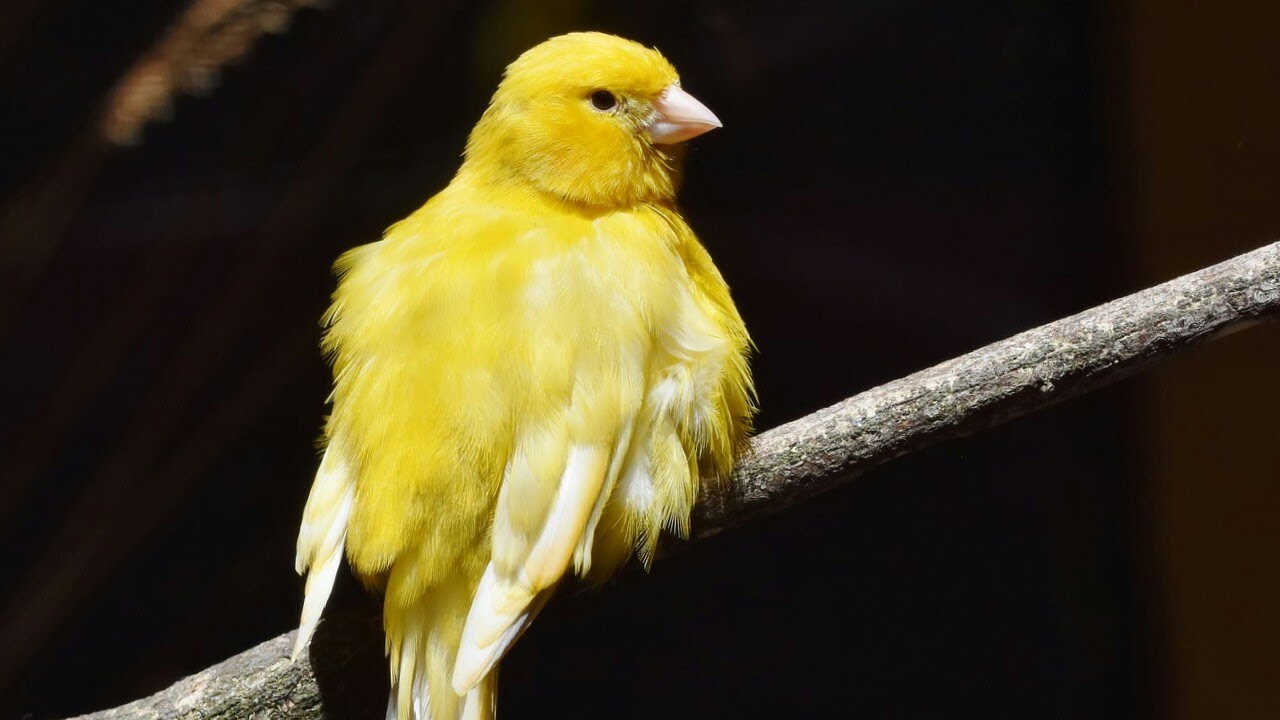 Image showcasing Canary whistle - YouTube