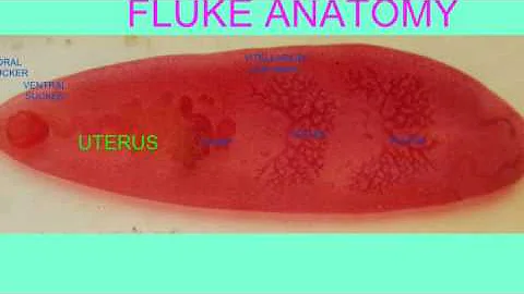 FLUKE ANATOMY