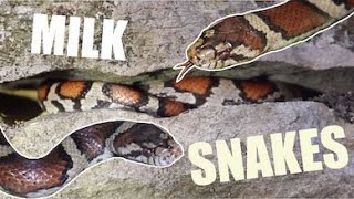 Finding TONS of MILK SNAKES In Crevices and MORE!