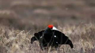 Teeren soitimella  Black grouse