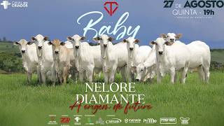 LOTE 44 TJL 2892