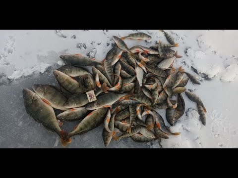 Зимняя рыбалка Выскочили за окунем!