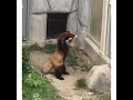 Raccoon got scared |funny videos | WhatsApp videos | Instagram videos| #stolenvideos
