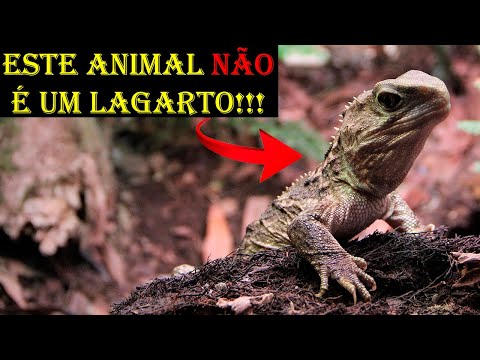 Vídeo: Onde os tuataras vivem?