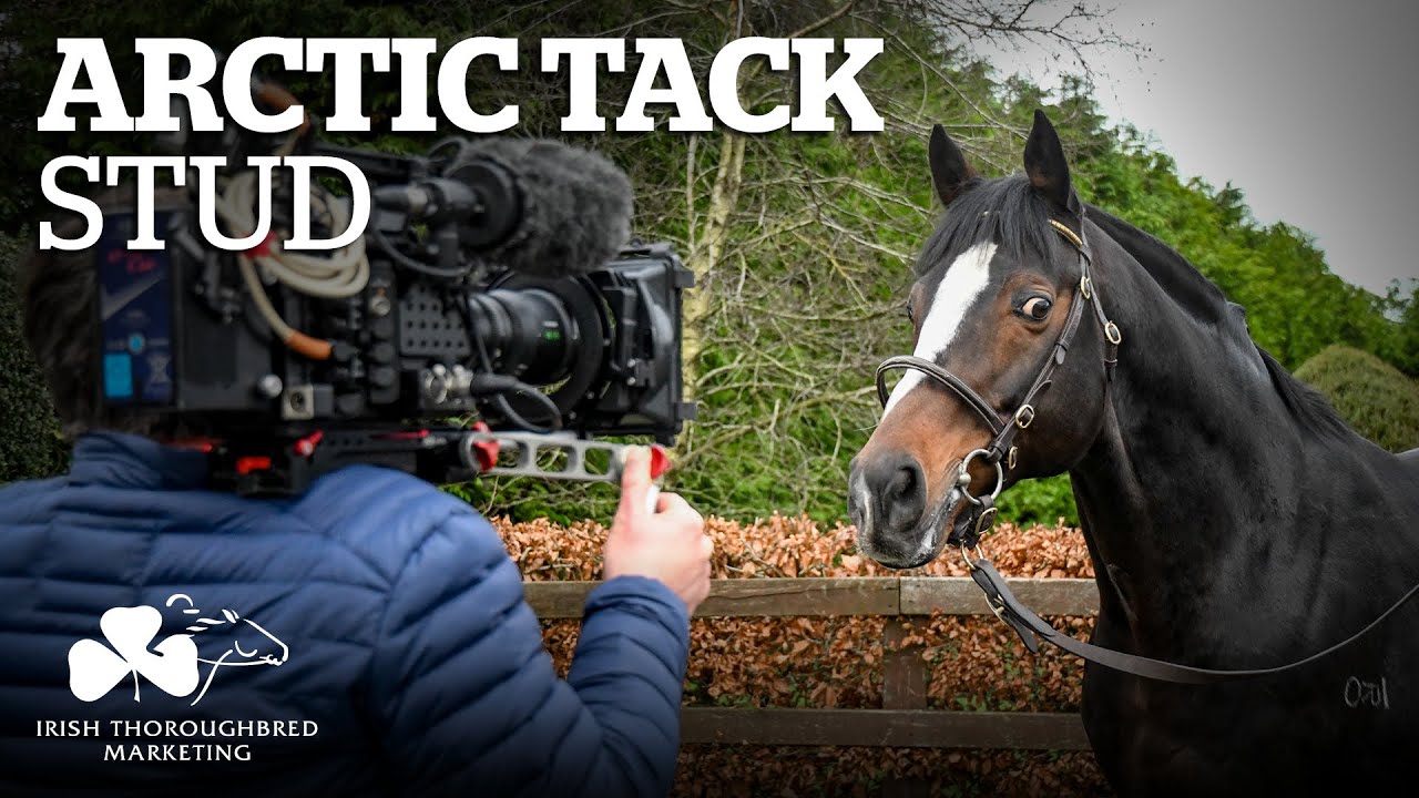 Irish Stallion Showcase 2021 Arctic Tack Stud YouTube
