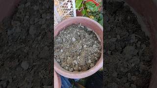 Tierra de Compost hecha en Nuestro Hogar Totalmente Natural y fuera de Químicos &quot;Alimentos Sanos&quot;💯%