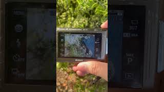 Sony dsc tx1
