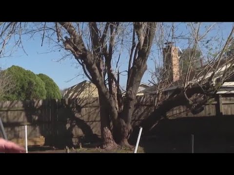 Wideo: Czy trąbki uszkadzają drzewa: wskazówki dotyczące usuwania trąbek na drzewach