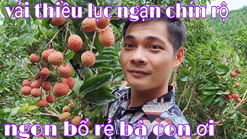 vải thiều Lục Ngạn vào mùa, mùa vải quê tôi | nhật ký cuộc sống