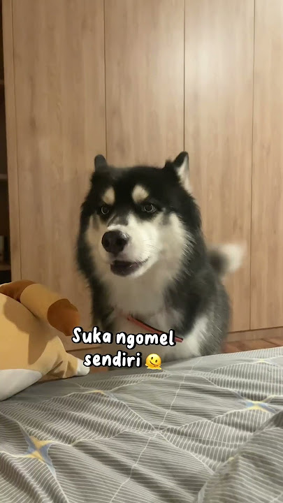 Mau pelihara husky? Cek video diatas sampe habis ya 😌👌🏻 WKWKWK #husky #siberianhusky #dogs