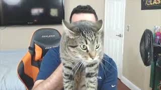 When Doom music kicks in (Cat Attack)