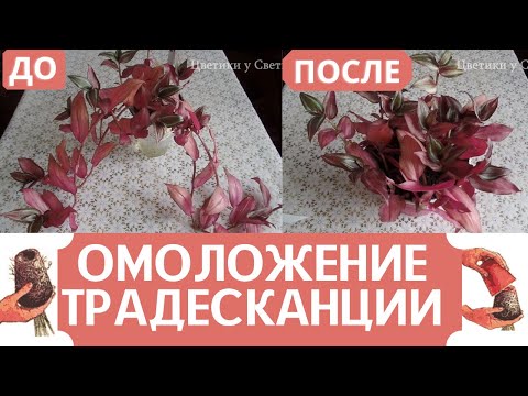 Video: Tradescantia Puhastamine. Kasvatamine, Hooldamine Ja Paljundamine. Liigid. Foto