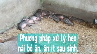 Phương pháp xử lý heo nái bỏ ăn, ăn ít sau sinh.