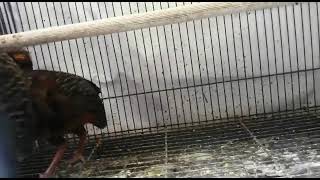 Sepasang Puyuh Gonggong Burung Hias Aviary Indonesia