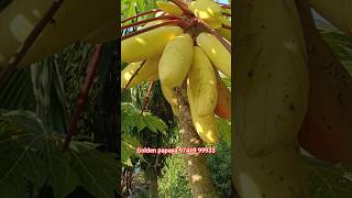 #shorts #virl #shortsvideo golden papaya