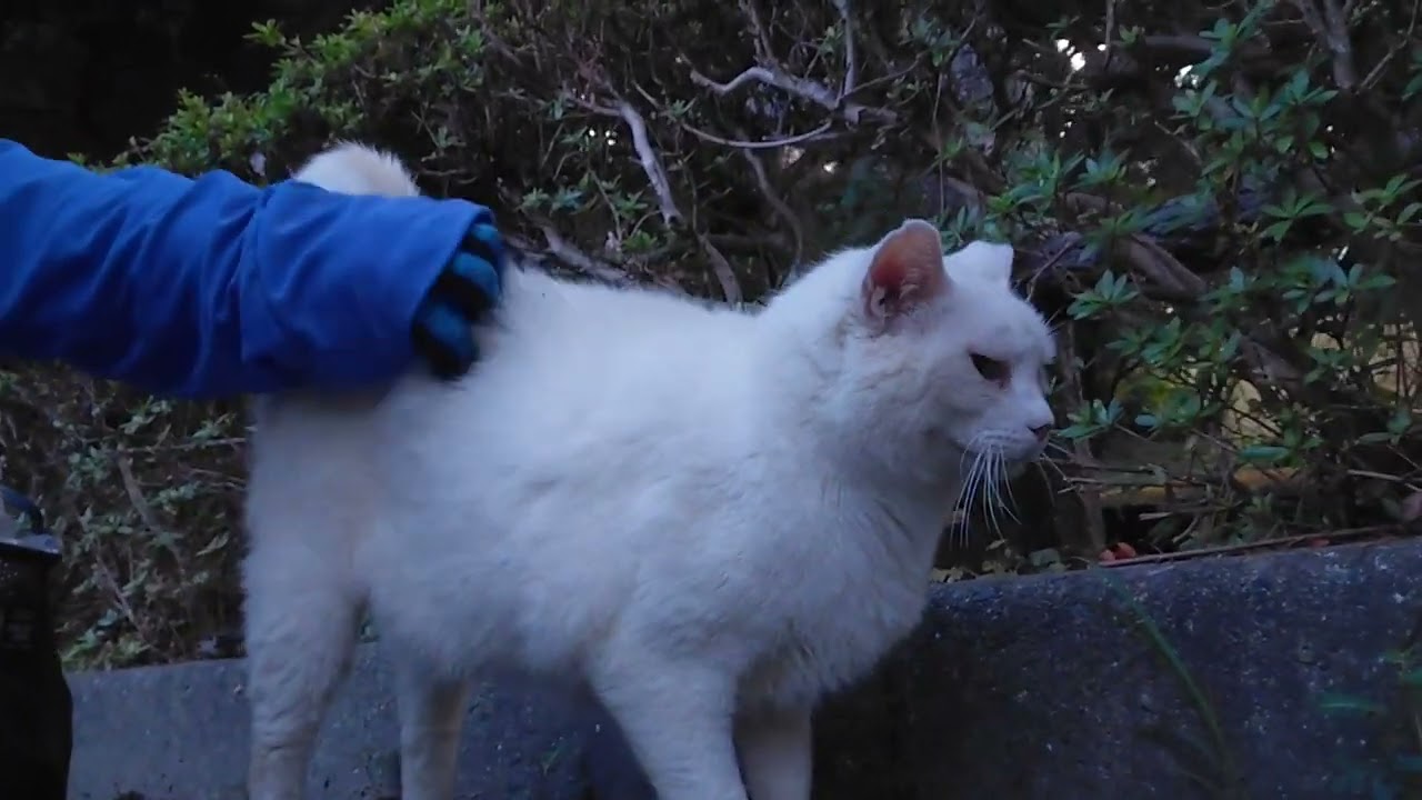 Shiro-chan with the beautiful blue eyes came out to see me! Shiro