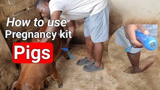 How to test Pigs for Pregnancy - Is my Pig pregnant