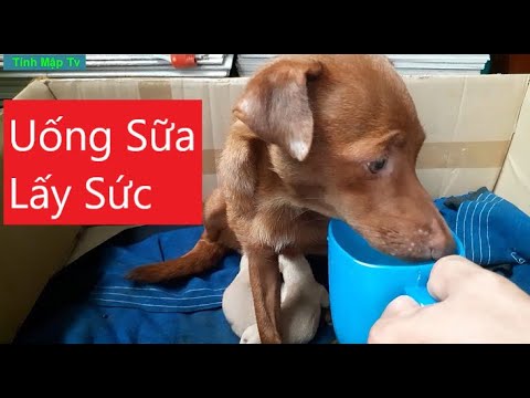 Cho Chó Mẹ Mật Uống Sữa Bồi Bổ | Tính Mập Tv Cho Chó Mẹ Mật Uống Sữa Bồi Bổ | Tính Mập Tv