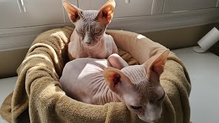 LIVE Ozzy & Cooper Sphynx Cats morning nap